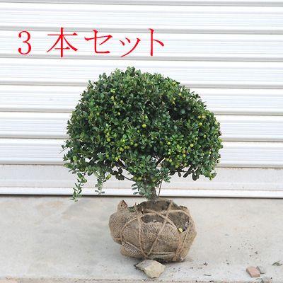 庭木：マメツゲ（玉作り）3本セット*(まとめ割)