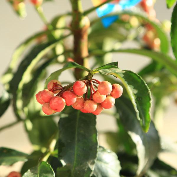 庭木 大実万両 赤実 宝船 N0111 遊恵盆栽 Yahoo 店 通販 Yahoo ショッピング