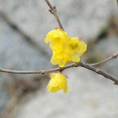 庭樹盆栽 満月ロウバイ ろうばい 鉢植え 鉢色お選び下さい 佐川大型商品発送 N0116 P 遊恵盆栽 Yahoo 店 通販 Yahoo ショッピング