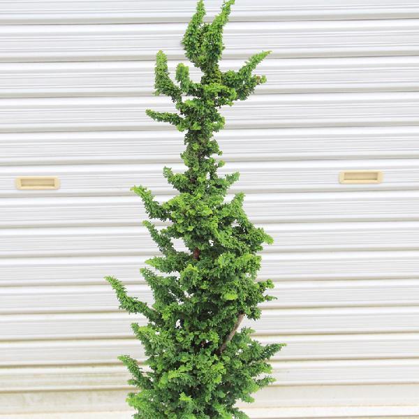 庭木 石化ヒノキ N0150 遊恵盆栽 Yahoo 店 通販 Yahoo ショッピング