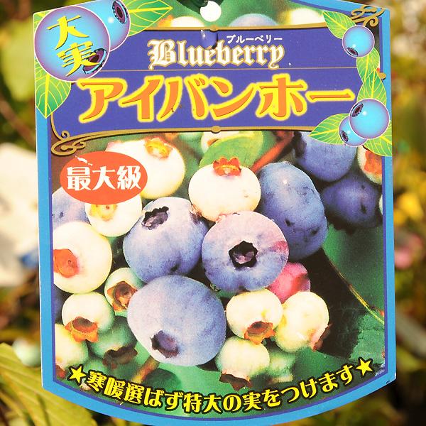 庭木：ブルーベリー（アイバンホー）* : 遊恵盆栽 Yahoo!店 - 通販