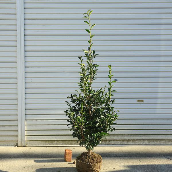 庭木：榊（サカキ）*さかき 樹高約150cm 全高約160cm 佐川急便発送