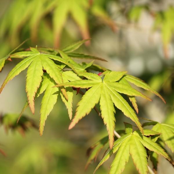 庭木:山もみじ(モミジ) 樹高:約150cm 全高:約170cm 庭木:山もみじ(モミジ) 樹高:約150cm 全高:約170cm