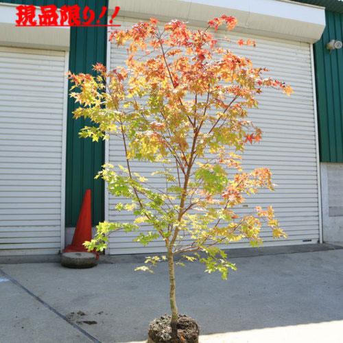 特選現品 庭木：山もみじ（モミジ）* 樹高：約150cm 全高：約170cm