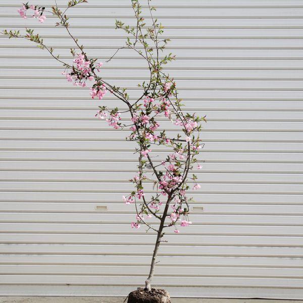 庭木：ハナカイドウ（花海棠）*／スイシカイドウ（垂糸海棠） 自然樹形