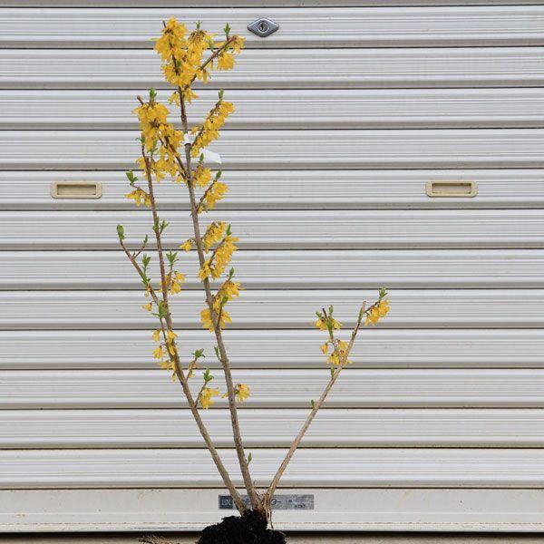 庭木：レンギョウ*れんぎょ 連翹 : 遊恵盆栽 Yahoo!店 - 通販 - Yahoo