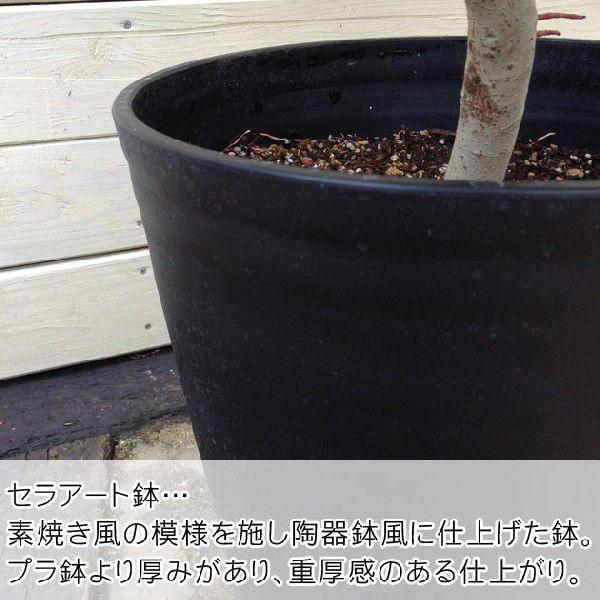 ✩錦木盆栽　約80cm 　素焼鉢 庭樹盆栽：錦木（ニシキギ）* 鉢植え 桃色の圧倒的な紅葉 SGW