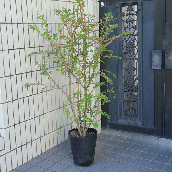 ✩錦木盆栽　約80cm 　素焼鉢 NISHIKI PLANTER