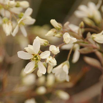 庭木：ジューンベリー（アメリカザイフリボク）* 樹高：約150cm 全高