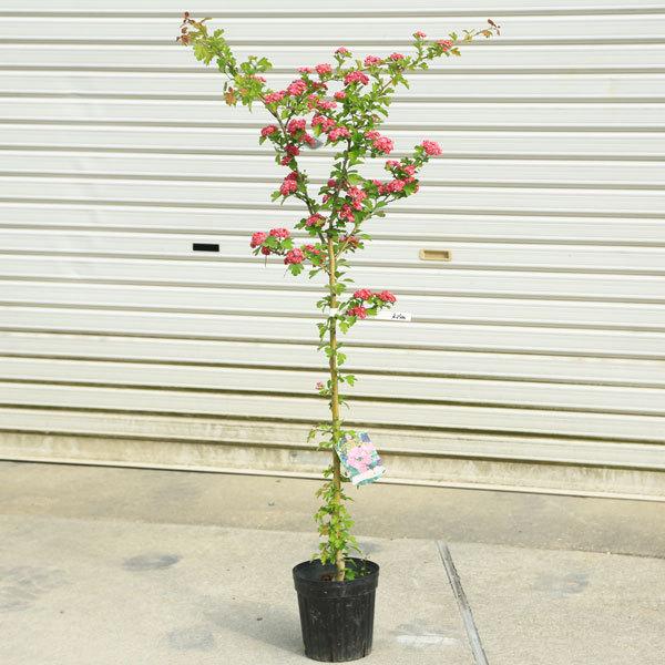 庭木 紅花八重サンザシ さんざし メイフラワー Belle Ile Nature Org