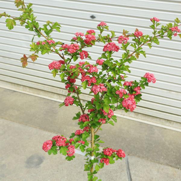 庭木：紅花八重サンザシ（さんざし）*メイフラワー : 遊恵盆栽 Yahoo