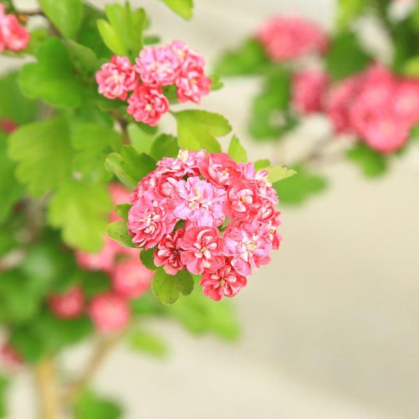 庭木 紅花八重サンザシ さんざし メイフラワー N0223 遊恵盆栽 Yahoo 店 通販 Yahoo ショッピング