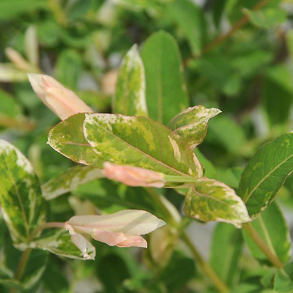 春の新芽は鮮やかなピンク色 庭木：白露錦（ハクロニシキ）大株