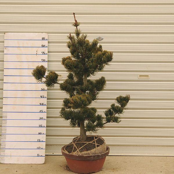 ゴヨウマツ 五葉松 庭木 植木 盆栽 庭園3130