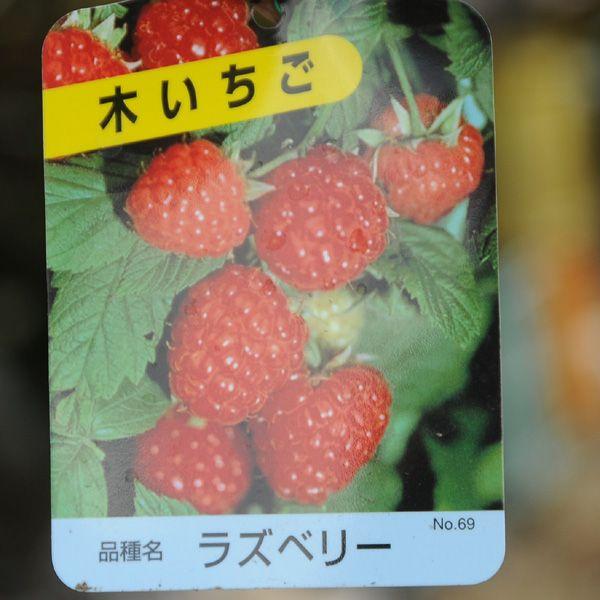 庭木 木苺 ラズベリー N0362 遊恵盆栽 Yahoo 店 通販 Yahoo ショッピング