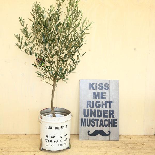 観葉：オリーブの木 （7号）*品種選べます SOUJU（創樹） 大型ヤマト便