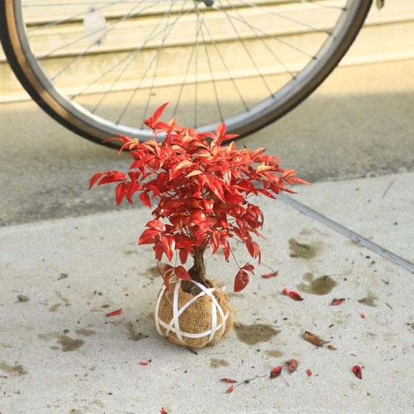 264円 アウトレット品 庭木 南天 お多福南天 小