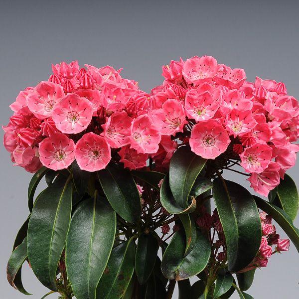 庭木 カルミア サラ N0459 遊恵盆栽 Yahoo 店 通販 Yahoo ショッピング