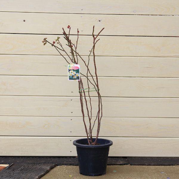 庭木 香りモッコウバラ N0462 遊恵盆栽 Yahoo 店 通販 Yahoo ショッピング