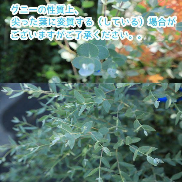 庭木:ユーカリ シルバードロップ(グニー選抜品種)* 大株 樹高 庭木:ユーカリ シルバードロップ(グニー選抜品種)* 大株 樹高