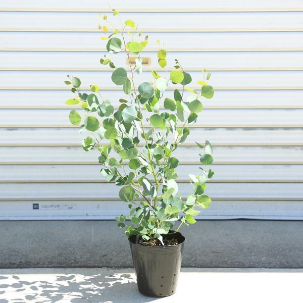 新作からsaleアイテム等お得な商品 満載 庭木 ユーカリ ポポラス 樹高1ｃｍ