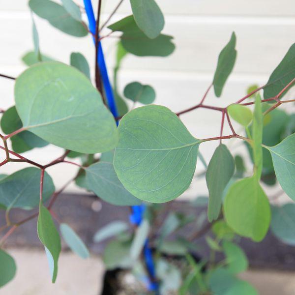 庭木：ユーカリ ポポラス* 樹高100cm 全高：120cm : 遊恵盆栽