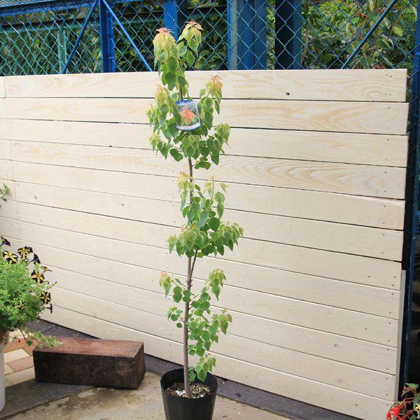 南京ハゼ 庭木：ナンキンハゼ（南京はぜ） メトロキャンドル : 遊恵盆栽 Yahoo