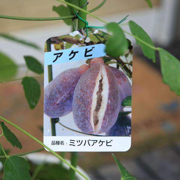 7月入荷 庭木：ミツバアケビ（三葉あけび）* : 遊恵盆栽 Yahoo!店