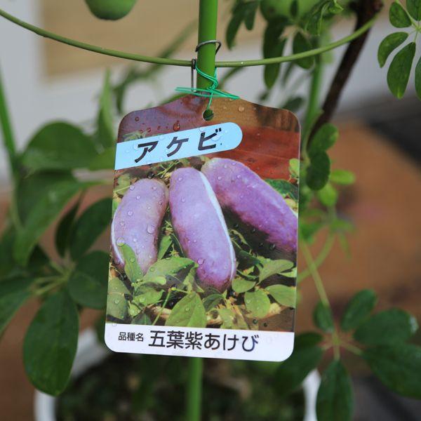 7月入荷 庭木：五葉紫 アケビ（あけび）* : 遊恵盆栽 Yahoo!店