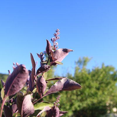 庭木：西洋ニンジンボク（プルプレア） : 遊恵盆栽 Yahoo!店 - 通販