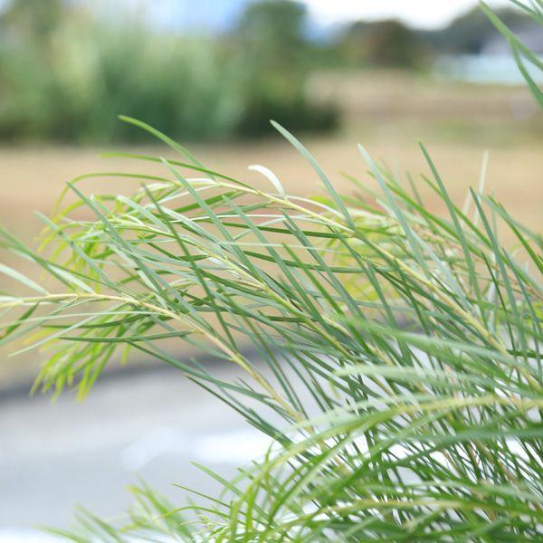 [植物売ります] アカシア ブリスベーンワトル 庭木：ブリスベーンワトル（アカシア）*佐川急便発送 樹高140cm 全高