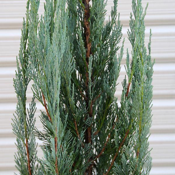 庭木 コニファー ブルーエンジェル 樹高 約1ｃｍ 全高 約140ｃｍ ヤマト便 大型商品 発送 N0505 遊恵盆栽 Yahoo 店 通販 Yahoo ショッピング