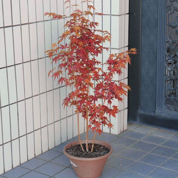 紅葉の代表樹 庭樹盆栽：山もみじ寄せ*（ヤマモミジ） プラスチック