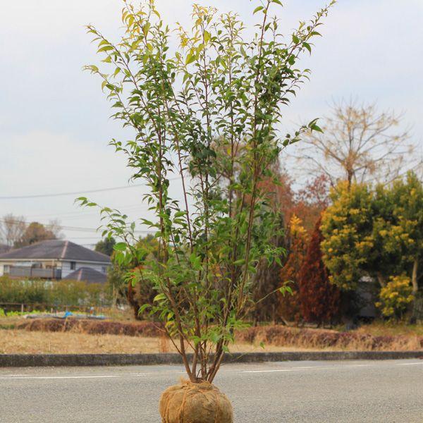 良品入荷 庭木：ハイノキ（はいのき）* 常緑樹 樹高100cm 全高