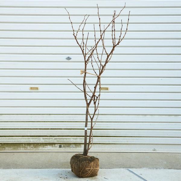 庭木：白花ハナズオウ* 樹高100-120cm ヤマト便発送 : 遊恵盆栽