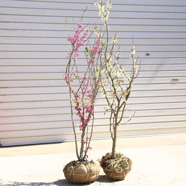 庭木：白花ハナズオウ* 樹高100-120cm ヤマト便発送 : 遊恵盆栽