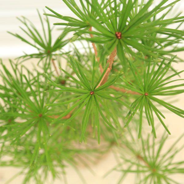 庭木：高野槙（こうやまき）*コウヤマキ 大株 : 遊恵盆栽 Yahoo