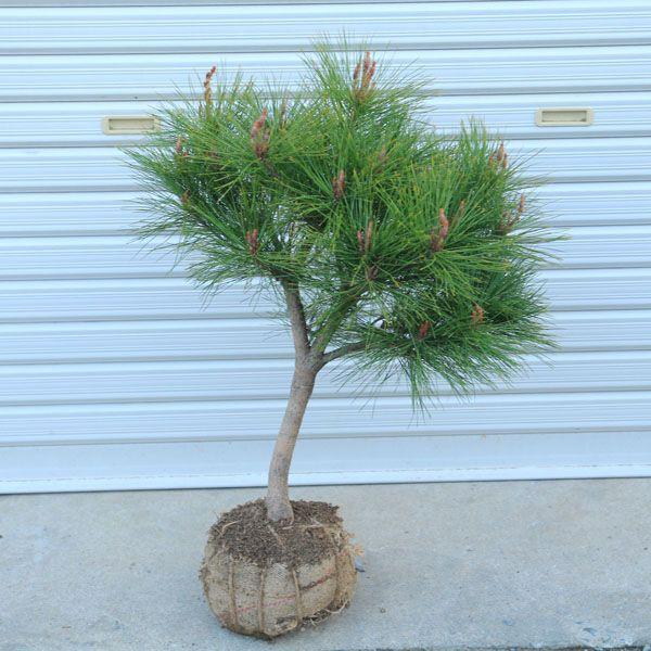 庭木　苗：多行松（たぎょうしょう）*（赤松）｜y-bonsai｜02