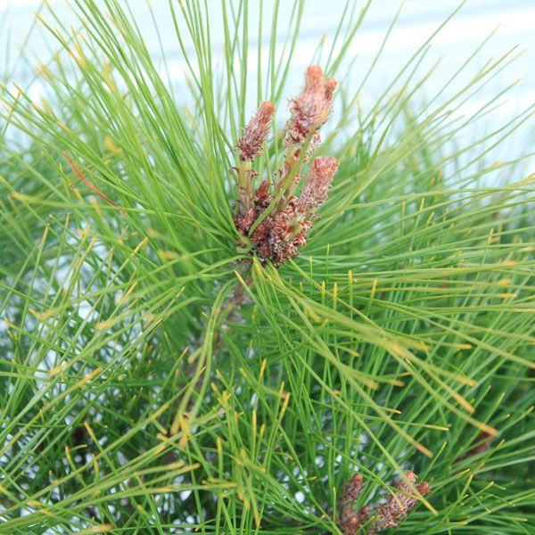 松　植木　庭木 松 植木 庭木」の人気商品一覧 | 安い商品を通販サイトから探す - 価格.com