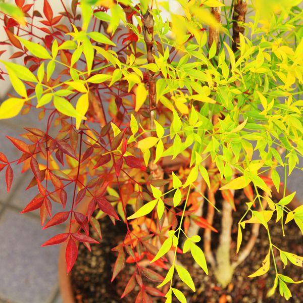 厄除け・縁起良し 庭樹盆栽：紅白南天(特選品） 鉢植え 全高：約90