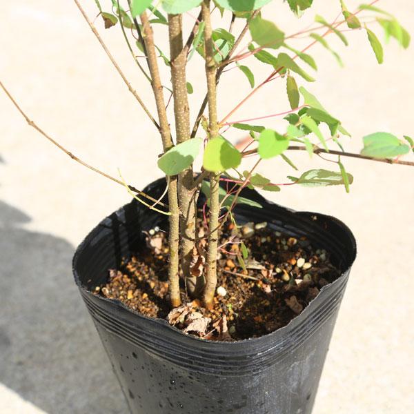 お手頃価格で新登場 庭木：桂の木（カツラの木） *寄せ植え （2-3本