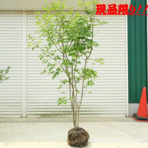特選現品 庭木：アオダモ（コバノトネリコ）お選びください *樹高 