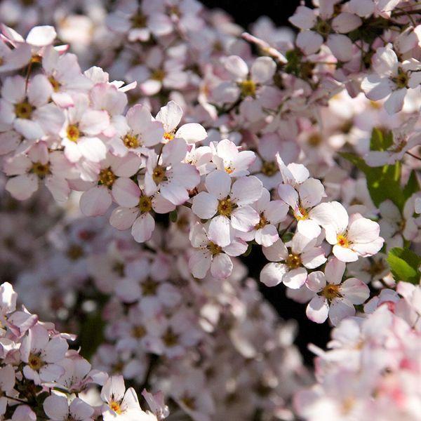 庭木：ピンクユキヤナギ*（フジノピンキー） 大 樹高：約70cm : 遊恵