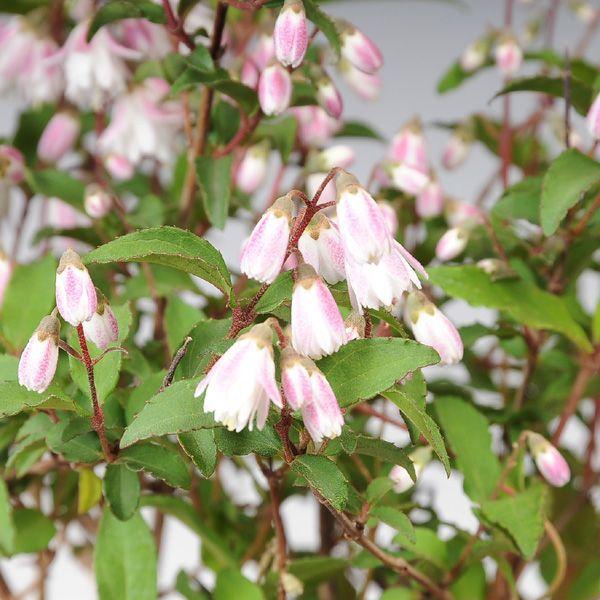 庭木 更紗うつぎ サラサウツギ 樹高 約70ｃｍ ２本セット N0595 遊恵盆栽 Yahoo 店 通販 Yahoo ショッピング