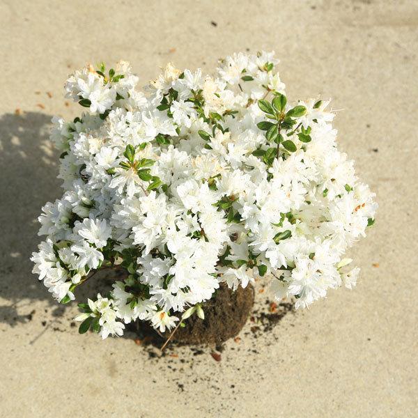 庭木：久留米つつじ/クルメツツジ （暮れの雪） : 遊恵盆栽