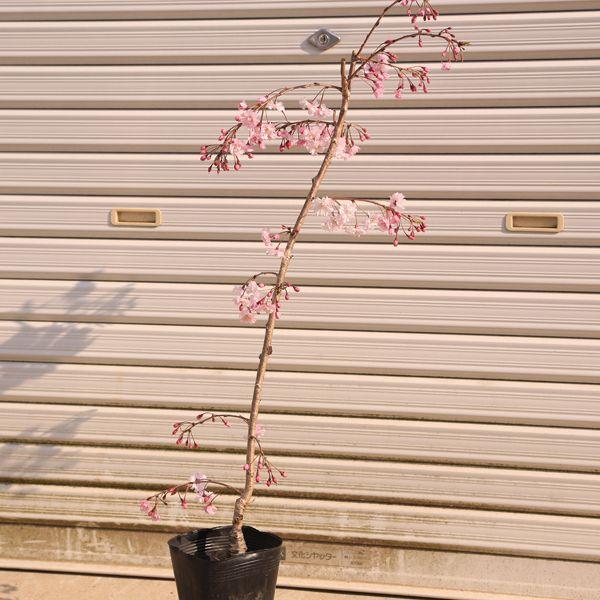 庭木：仙台しだれ桜 八重しだれ桜 直輸入品激安 格安