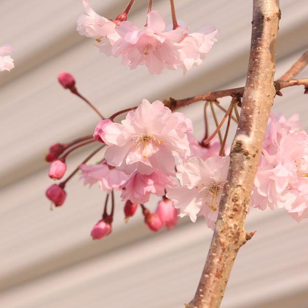 庭木：仙台しだれ桜 （八重しだれ桜） : 遊恵盆栽 Yahoo!店 - 通販