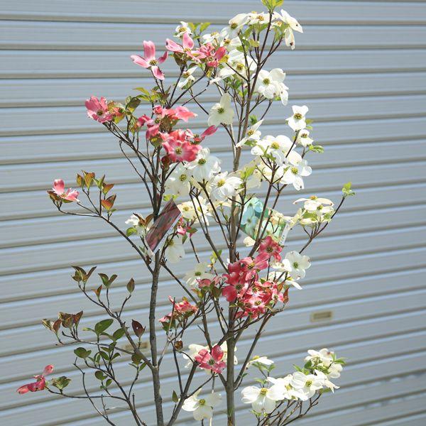 売れ筋 21年4月頃開花のハナミズキシンボルツリーにアメリカ花水木 アメリカハナミズキ苗木 大苗 人気のピンク花 花芽がたくさんついています 最新情報 Munipacaran Gob Pe