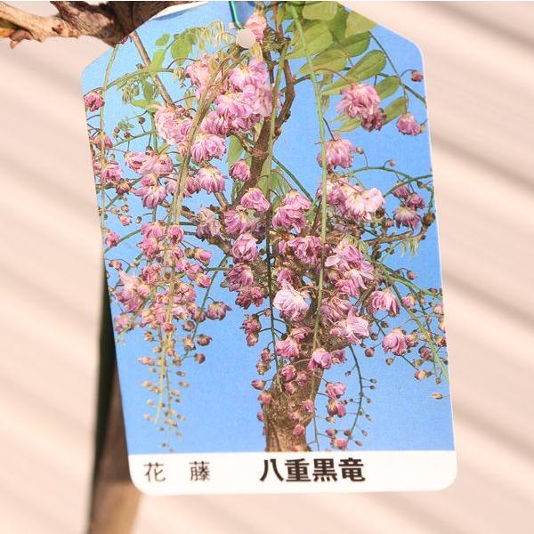 やはり藤は大きい方が目立つ 庭木:花藤(はなふじ)*特大 樹高 やはり藤は大きい方が目立つ 庭木:花藤(はなふじ)*特大 樹高