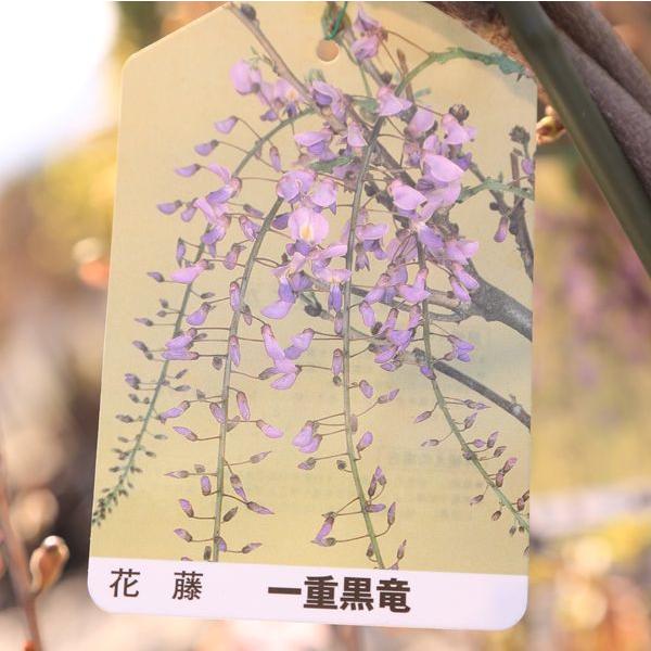 やはり藤は大きい方が目立つ 庭木:花藤(はなふじ)*特大 樹高 やはり藤は大きい方が目立つ 庭木:花藤(はなふじ)*特大 樹高